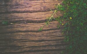 2 Thessalonians from Michael Easley inContext