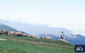 The Good Shepherd