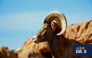 lift up your horn