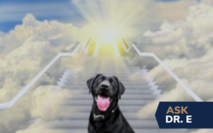 will there be dogs in heaven?